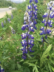 Lupinus nootkatensis
