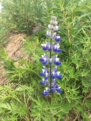 Lupinus nootkatensis