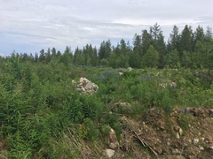 Lupinus nootkatensis