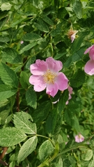 Rosa dumalis