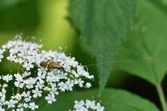 Nemophora degeerella