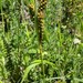 Carex flacca erythrostachys - Photo (c) Богданович Светлана, μερικά δικαιώματα διατηρούνται (CC BY-NC), uploaded by Богданович Светлана