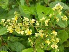 Microcos paniculata