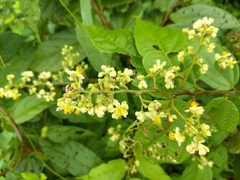 Microcos paniculata