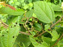 Microcos paniculata