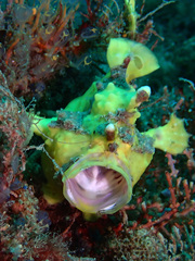 Antennarius maculatus