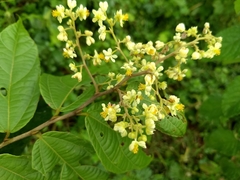 Microcos paniculata