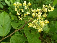 Microcos paniculata