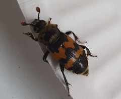 Nicrophorus vestigator