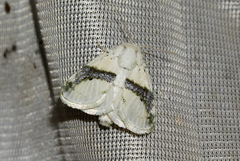 Afraltha chionostola