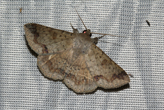 Ericeia congressa