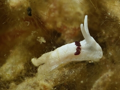 Goniodorididae