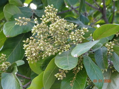 Sapindus emarginatus