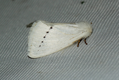 Phiala