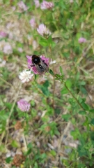 Bombus subterraneus