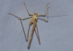 Arethaea brevicauda