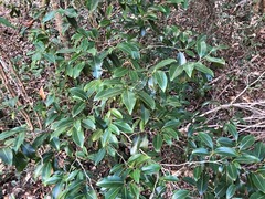 Casearia multinervosa