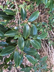 Casearia multinervosa