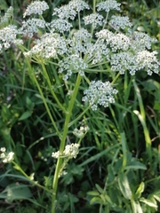 Aulacospermum anomalum
