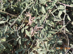 Indigofera oblongifolia