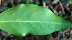 Casearia multinervosa