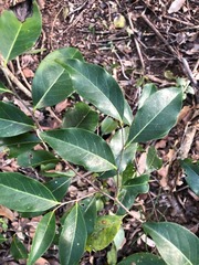 Casearia multinervosa