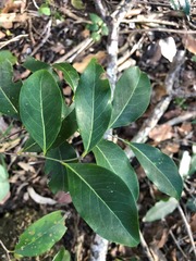 Casearia multinervosa