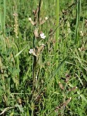 Silene repens