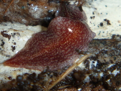 Australopacifica spectabilis