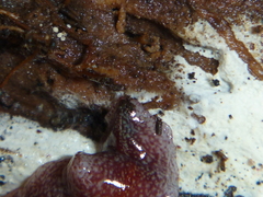 Australopacifica spectabilis