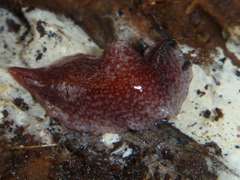 Australopacifica spectabilis