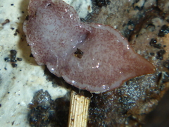 Australopacifica spectabilis