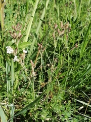 Silene repens