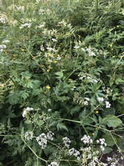 Chaerophyllum hirsutum