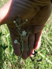 Silene repens