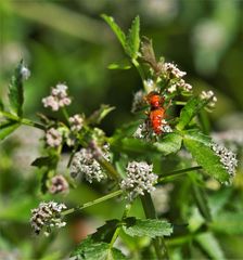 Rhagonycha fulvaliena
