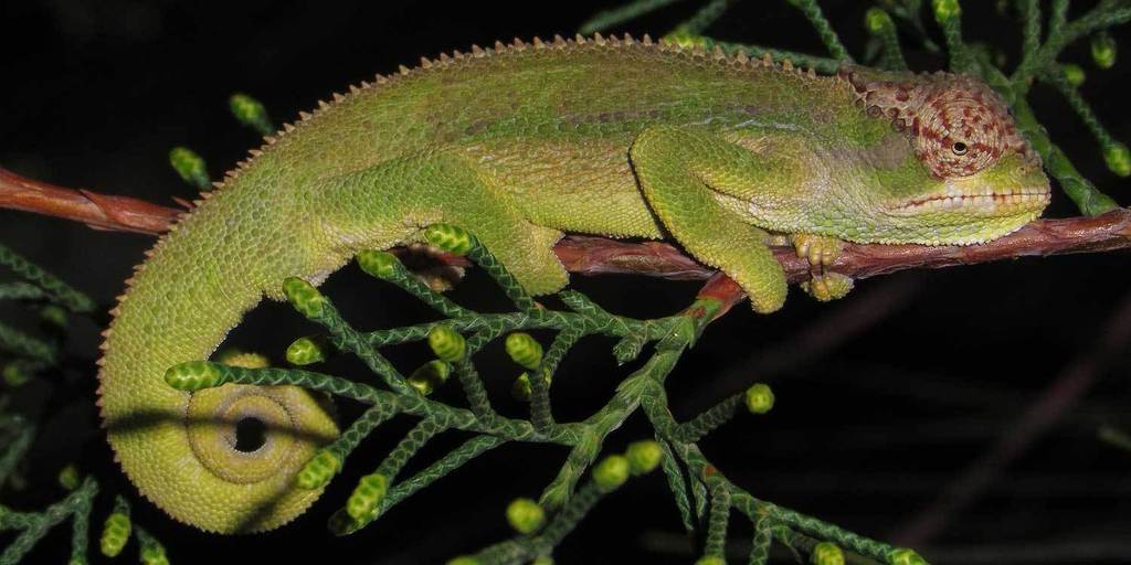 Dinsho Mountain Chameleon