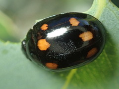 Paropsisterna octosignata