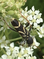 Cyrtoclytus capra