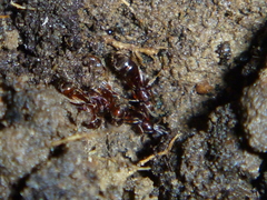 Austroponera castaneicolor