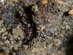 Austroponera castaneicolor