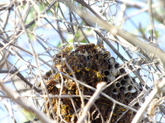 Polistes oculatus