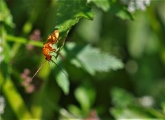 Rhagonycha fulvaliena