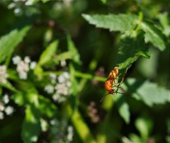 Rhagonycha fulvaliena