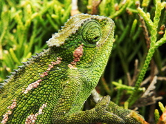 Ruppell's Desert Chameleon photo 2