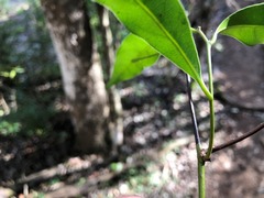 Cryptocarya sclerophylla