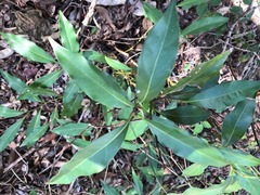 Cryptocarya sclerophylla