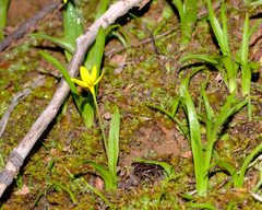 Pauridia gracilipes gracilipes