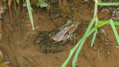 Lithobates neovolcanicus