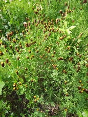 Trifolium spadiceum
